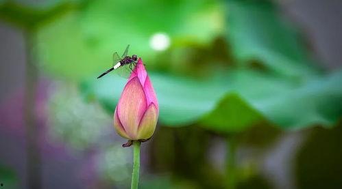 小池娱乐吃瓜,揭秘娱乐圈最新吃瓜事件